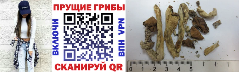 Галлюциногенные грибы Psilocybe  Чухлома 